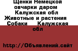 Щенки Немецкой овчарки даром - Калужская обл. Животные и растения » Собаки   . Калужская обл.